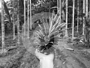 Bright picture of woman holding spigot of pineapple, with long black leaves and thorns, standing among the betel trees surrounded