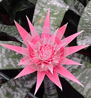 Bright pink Achmea Natures Pride tropical flower