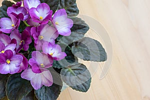 Bright pink African violet flower on wooden table, top view, cozy home decor,