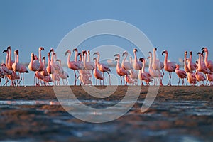 Bright pink african water birds, Lesser Flamingos, Phoenicoparrus minor,  walking during low tide on the shore of Walvis Bay,