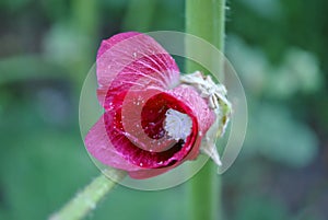 Bright pink Alcea rosea common hollyhock, mallow flower stem with bud