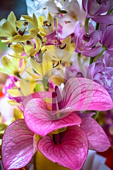 Bright pink anthurium flowers with yellow orchids