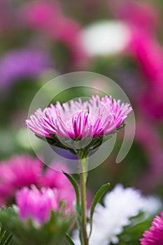 Bright pink aster flower autumn time background