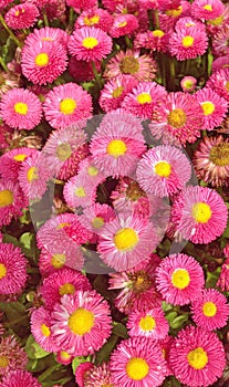 Bright pink aster flowers with yellow capitulum