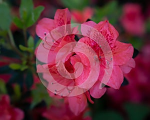 Bright Pink Azalea blooms in spring in Texas