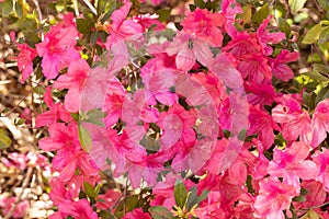 Bright Pink Azalea Flowers Background
