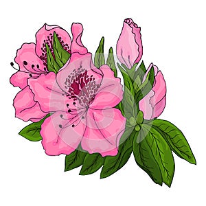 Bright pink azalea flowers with green foliage on a white background.