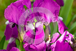 Bright pink beautiful flowers of Iris sibirica Grosser Wein, cockerel flowers, close-up. Perennial rhizomatous plants photo