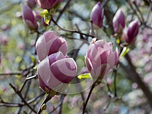 Bright pink beautiful magnolia in spring