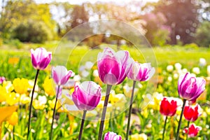 Bright pink blossoming tulip flowers on the blooming field in spring.