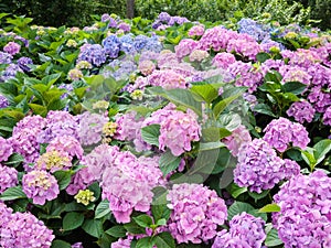 Bright pink and blue flowers in full bloom