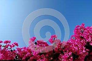 Bright Pink Bougainvillea