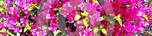 Bright Pink Bougainvillea. Blossoms flower in my garden, Flower view at Thailand royalty free stock images.