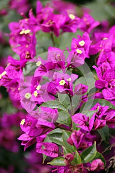 Bright Pink Bougainvillia in bloom Pismo Beach, California