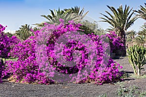 Bright pink bush of Bougainvilleas blooming in the park, on a picon