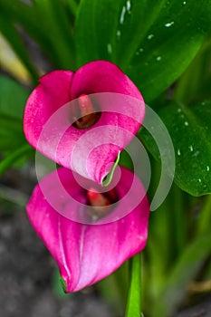 Bright Pink Calla Lily - Zantedeschia Aethiopica