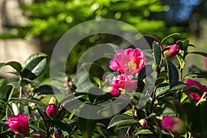 Bright pink camellia (possibly camellia japonica) flower with yellow center