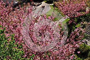 Bright pink cherry blossom in park setting. concrete paved foot path and balcony detail.