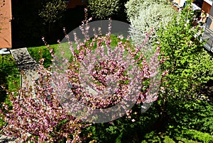 Bright pink cherry blossom in park setting. concrete paved foot path and balcony detail.