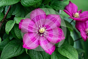 Bright pink clematis, flower nature background. Garden climbing flowers with white stamens. Clematis on a green blurred background