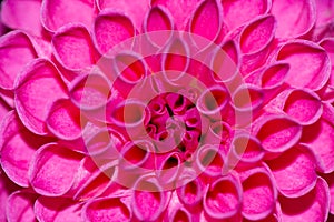 Bright pink close up dahlia