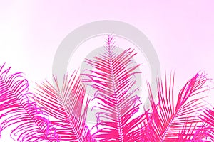 Bright pink coco palm tree leaf on sky background. Palm pink toned photo.