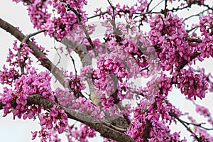 Eastern Redbud/ Cercis tree flowers blooming. closeup photo.
