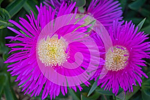 Bright pink color flowers of succulent Sour-fig / Carpobrotus edulis closeup photo.