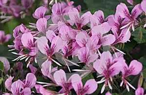 The bright pink color of Heart-leaf Pelargonium cordifolium flowers