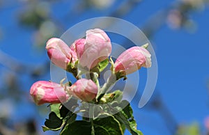 Apple flower buds ready to bloom in spring