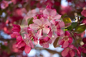 Bright pink colored blooms on a tree