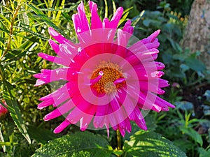 Bright pink colour dahlia flower