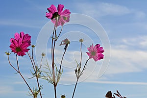 Bright pink cosmos flowers on the background of blue sky with white clouds. Summer day