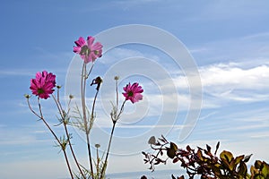 Bright pink cosmos flowers on the background of summer blue sky with white clouds