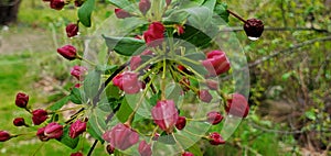 Bright pink crab apple blossoms