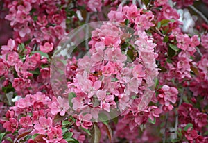 Bright Pink Crabapple Blossoms