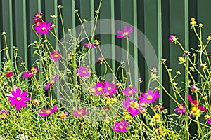 bright pink CÃÂ³smos flowers in a flower bed next to a green fence. Growing flowers photo