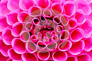 Bright pink dahlia flower macro photo. Picture in color emphasizing the intense pink colours and reddish shadows photo