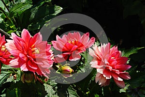 Bright pink dahlia flowers of the `Berliner Kleene` variety in the garden on a sunny morning, close-up, dark background