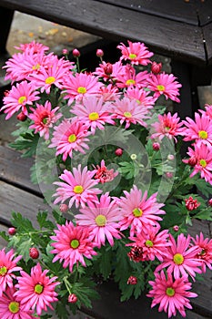 Bright pink daisies in clay pots on wood benches