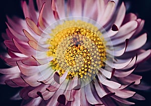 Bright pink Daisy flower close up on black background. Marguerite with white pink petals and a yellow middle with a