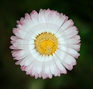 Bright pink Daisy flower closeup on green background. Marguerite with white pink petals and yellow middle heart with detailed