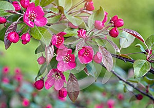 Bright pink decorative crabapple tree blossom on green leaves background in the garden in spring.