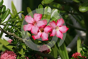 Bright pink desert rose flowers in a garden