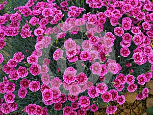 Bright pink Dianthus flowers pinks, variety Gold Fleck