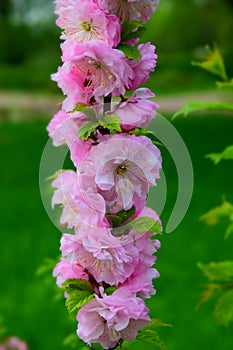 Bright pink double cherry blossom flower