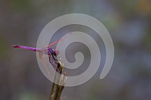 bright pink dragonfly on a stem on a blurred background