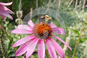 Bright Pink Echinacea and Bee