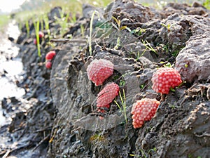 Bright pink egg masses of golden apple snail or channeled apple snail Pomacea canaliculata