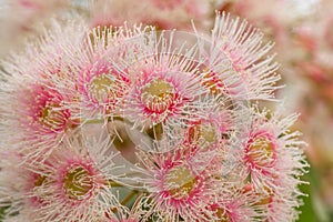 Bright Pink Eucalyptus Flowers, Sunbury, Victoria, Australia, October 2017